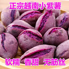 越南珍珠小紫薯新鲜现挖红紫皮番薯地瓜婴儿孕妇红薯批发包邮