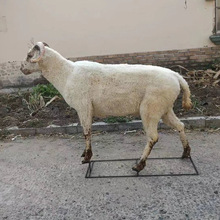 ��˱������������ģ�͘˱������ޏ�Ư�����������^�[��