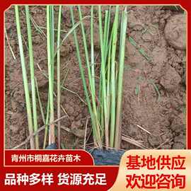 葱蒲莞草观赏草水葱苗基地 水生植物公园绿化用苗 湿地水葱盆栽苗