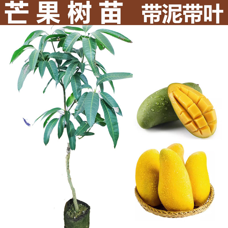 Mango Seedlings Extra Large Jinhuang Gui Seven-Pointed Fruit Trees That Bear Fruit in the Courtyard and Balcony in All Seasons. Mango Tree Vines