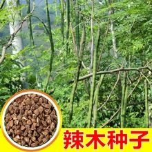 ��ľ�N�ӹ�鳘���ľ��ӡ����ľ�~�ز˸��}��ʳ��ș����ľ�ц�ľ��