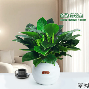 �����~������G�q���҃�����Ȥζ���¾Gֲ���Ժ��B�o�������^ֲ��