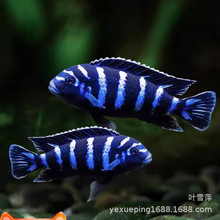 ���{���R���������~�Ꭷ�^�p�~ˮ����w�~���җ��̹���~�O�����l