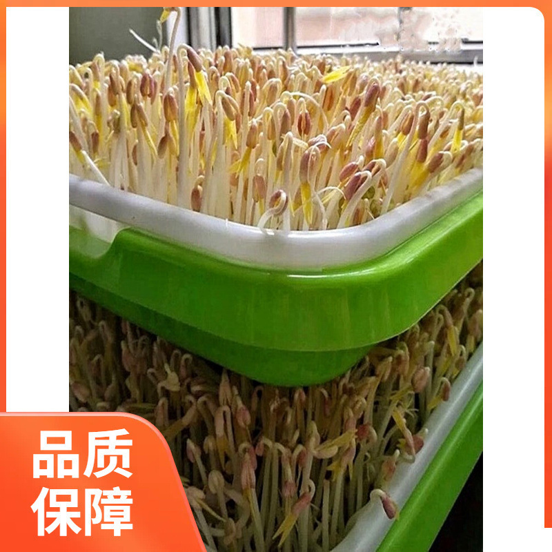 ll发豆芽绿豆生豆芽长绿豆芽小粒中粒水培发芽豆可食|undefined