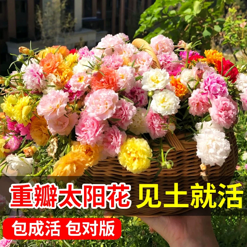 Семена подсолнечника с двойными цветками, смешанные цвета, цветут в любое время года, легко выращиваются на балконе, в горшке, в саду, на открытом воздухе, зимой.