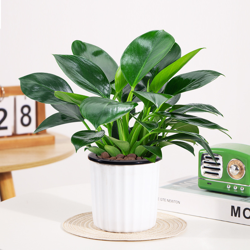 3개의 골드 다이아몬드 25-30cm+수직 패턴 자체 프라이밍 세면대+2 영양 용액 ✦