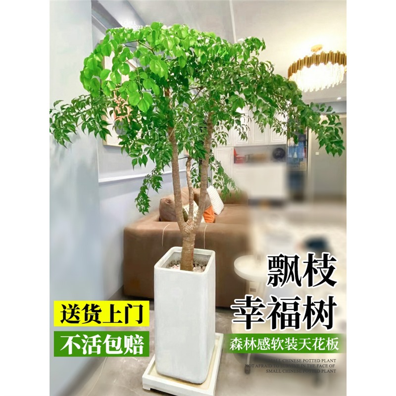 飘枝幸福树客厅大盆栽幌伞枫原生老桩室内大型绿植物落地大号真花