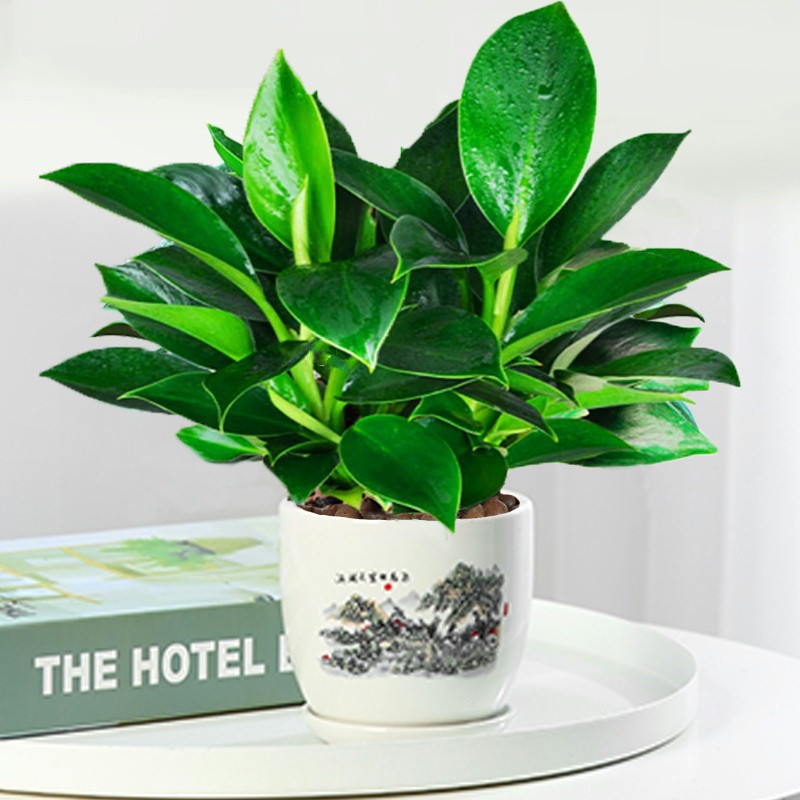 골든다이아몬드 높이 25cm [하이쿠오티안 세라믹 세면대] + 영양액