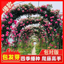 �����Nޱ���N�����ļ����N�_���¼�����ֲ�ﻨ������ͥԺ���ܷN��