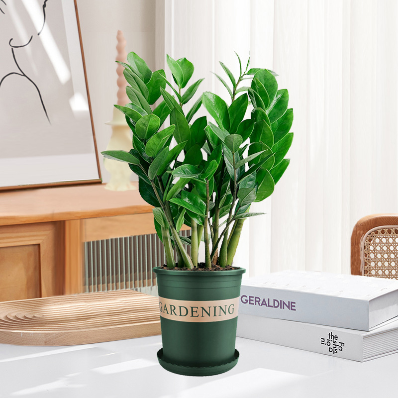 Pohon uang 25-30cm6-8 pohon (pot galon) pupuk khusus