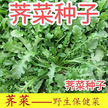 【今年新种】荠菜种子野生荠荠菜大叶季莱野荠菜阳台盆栽蔬菜种籽