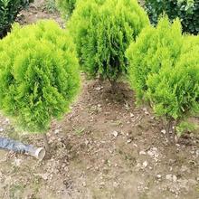 批发工程市政公园绿化苗扁柏 侧柏 黄头柏 灌木树苗 绿篱洒金柏苗