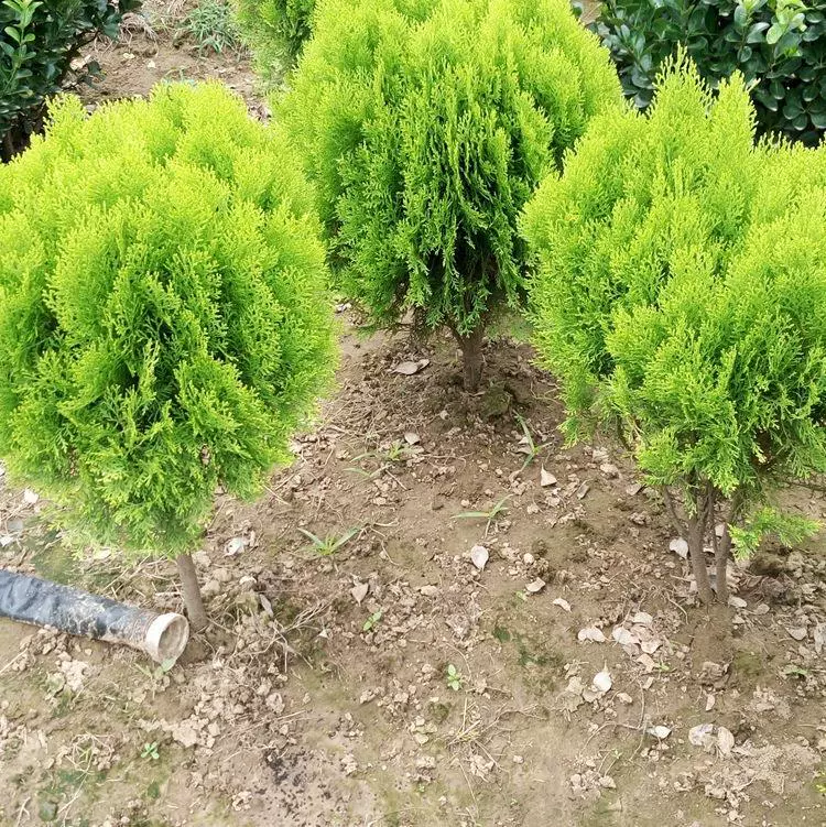 Оптовая Инжиниринг Муниципальный парк Озеленение Рассады Плоский Platycladus orientalis Thunb Кустарник Рассада Жизгороди Посыпка Рассада