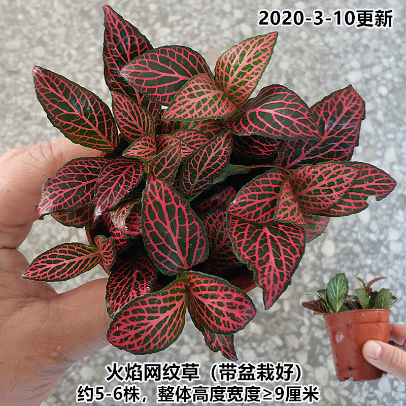 (화분과는) 불꽃 망상 풀