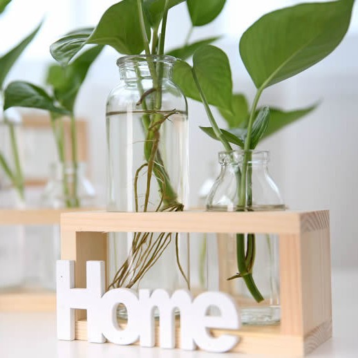 Soporte de madera creativo florero de vidrio hidropónico planta de rábano verde decoración de escritorio transparente Pequeño contenedor decoración de escritorio de oficina