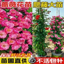 蔷薇花苗爬藤四季开花月季花卉盆栽特大苗庭院爬墙月季玫瑰花树苗