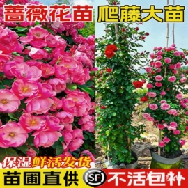 盆栽;园林果树;灌木