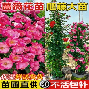 �Nޱ���������ļ��_���¼����������ش���ͥԺ�����¼�õ�廨����