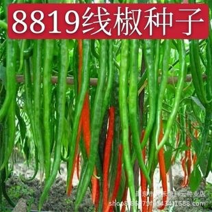 8819�����N������������������Ƥ�t�����߮a�����r�Ҵ����߲˷N��