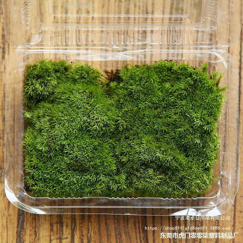 Живая моховая композиция Fresh moss растение белогрудый мох микро-ландшафт экологическая бутылка вода и landscape озеленение искусственная гора бонсай мох