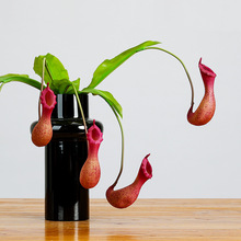 仿真植物猪笼草捕蝇草盆栽食虫植物假花软装花艺景观设计插花花材