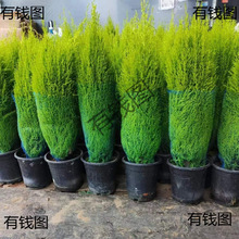 �����B�ͺ�ͥԺ������ζ�ļ����������}�Q���ɰؙ���ζ����ֲ��С