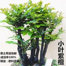 小叶紫檀盆景树桩室内客厅盆栽老桩黑檀木四季常青吸甲醛植物包邮