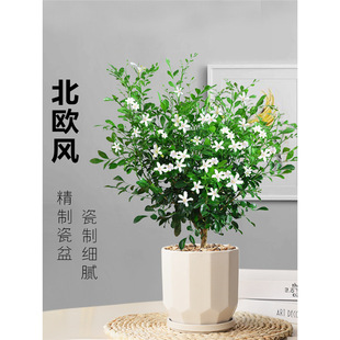 �����������Ϙ��䘶�������Gֲ�҃����̨������ֲ���ļ����B�辰