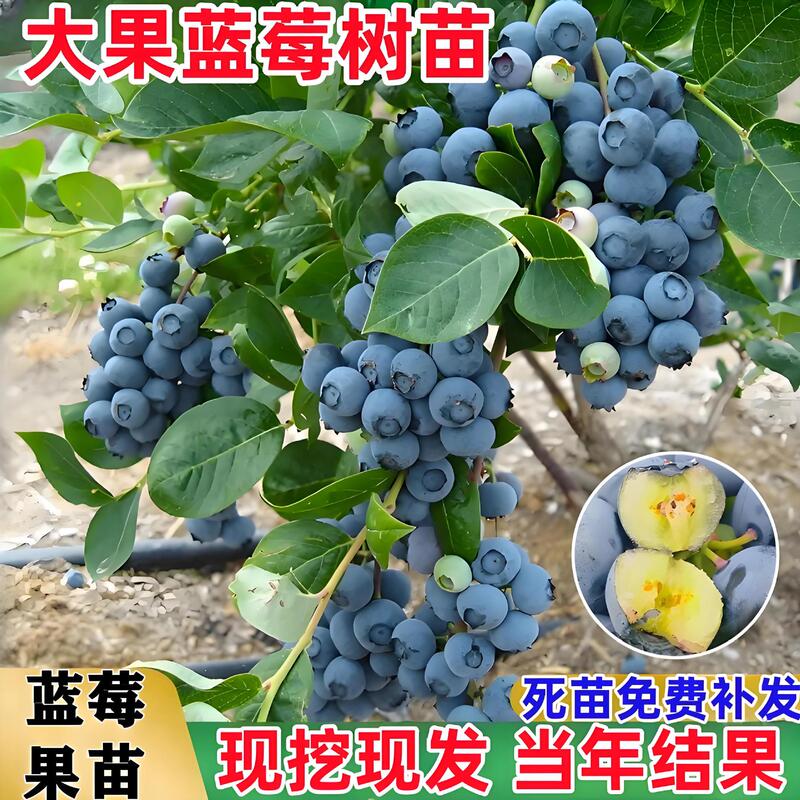 Blueberry Tree Fruit Seedlings Blueberry Seedlings Potted Ground Fruit Seedlings with Large Fruits North and South Planting Seedlings Rabbit Eye Emerald Fruit Trees
