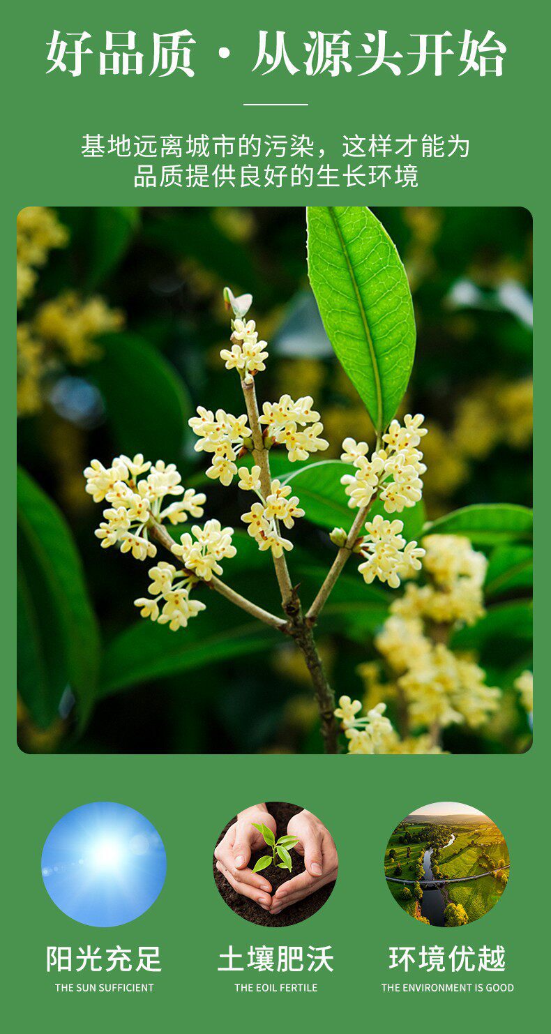 Dried Osmanthus Flowers Gui Hua 8A Grade 500g Herbal Tea for Brewing and Culinary Use key features