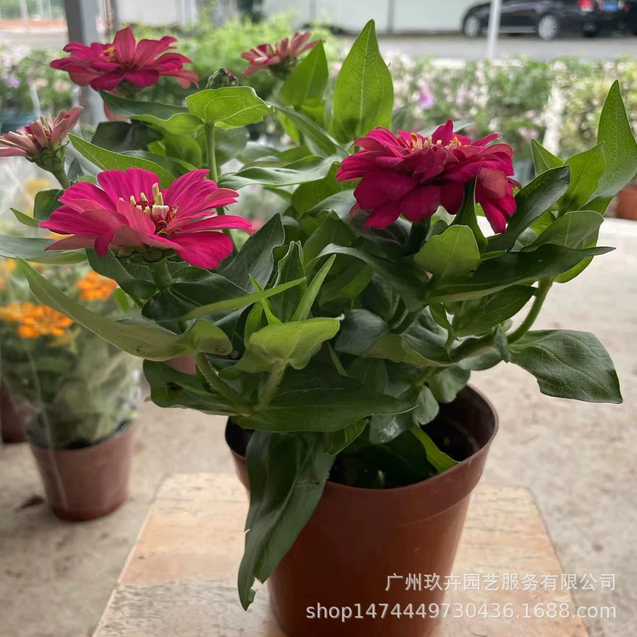 Большой цветок Цинния Цветок Просмотр в горшке Сад Парк Пейзаж Просмотр цветов Зеленая посадка Балкон Офис Горшечное растение