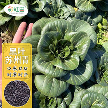 ~KNļϺ˷NﶬͺͲһl