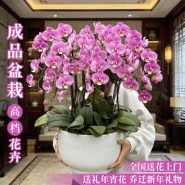 蝴蝶兰真花盆栽花卉鲜花速递同城北京上海南京商务乔迁开业配送店