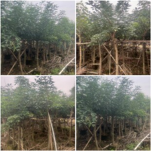 �u�ڴ�ͩ�^���е����������̴���;G��ľ