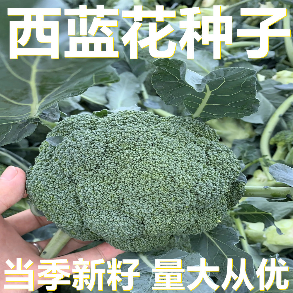 西蓝花种子 20粒/袋散装 产地直供 当季新籽 瓜果蔬菜种子
