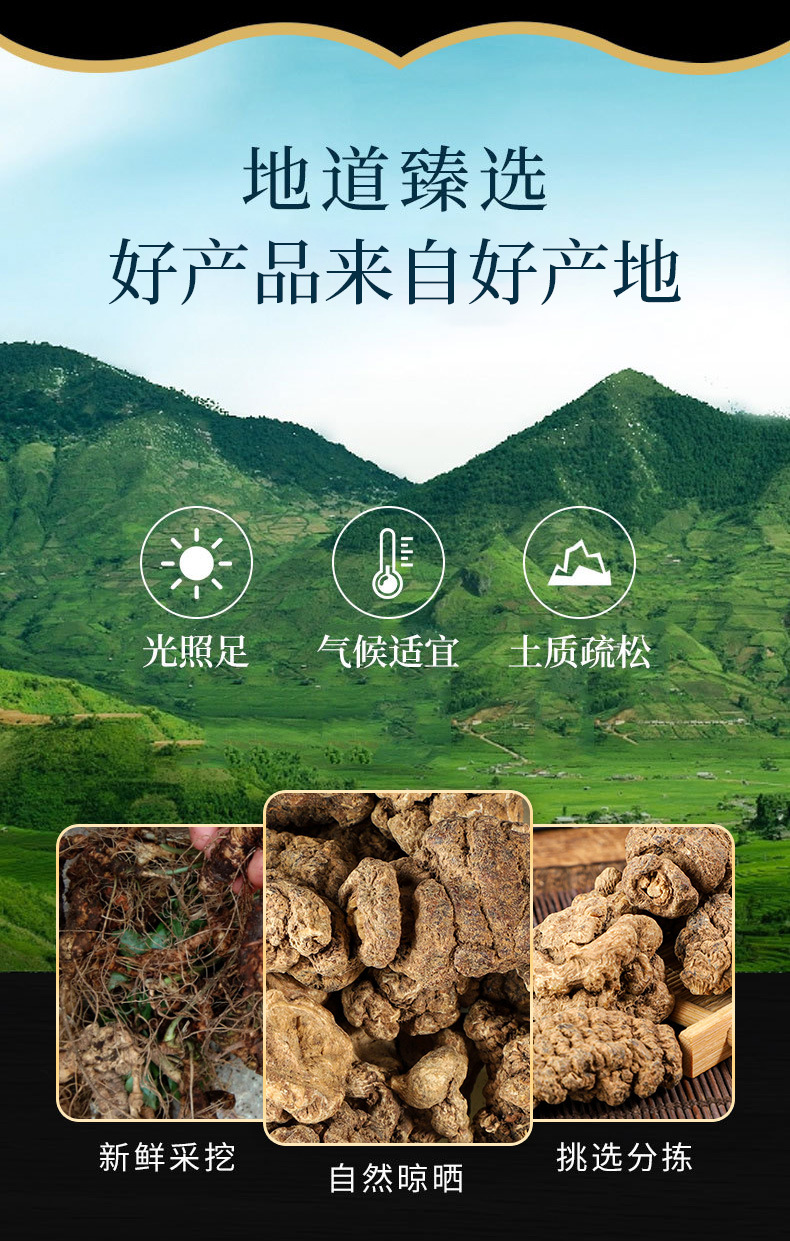 Zhu Jie Shen (Panax japonicus) — Dried Rhizome Pieces, Japanese Ginseng Root overview