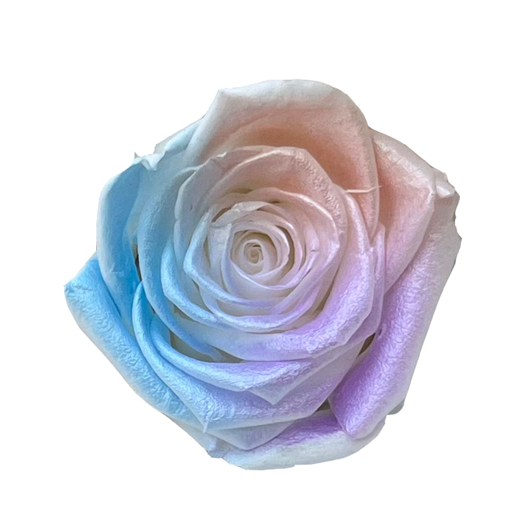Flores preservadas de calidad A+, rosas en degradado de varios tamaños, flores secas, rosas en degradado azul hielo, flores preservadas del fabricante de Yunnan. image 25