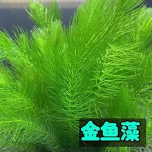 金魚藻水草 金魚藻水草批發 促銷價格 產地貨源 阿里巴巴