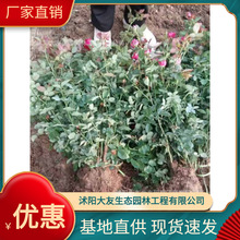 月季基地批发 自产自销  品种齐全景区造景工程绿化苗