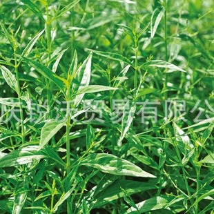 1000�����lɢ�b��Ʒ�f���ɲ�����ǧ����֧���ķ�ɏ,ӡ�Ȳ� ����ɏ