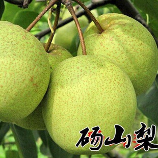 ��Ƥ�ʹ������ �����R���ˮ����ѩ����������� �ϱ����޽ӽY��
