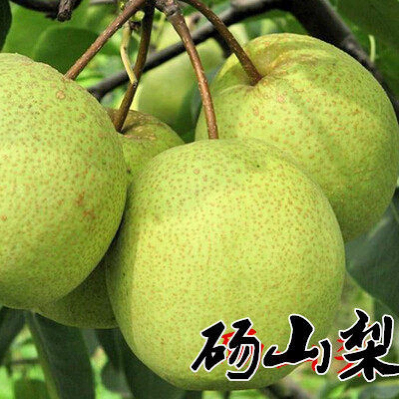 Зеленая Груша Корона Груша Рассада Ароматная Груша Лайян Груша Кристалл Груша Сидней Груша Фруктовое дерево Рассада Юг-Север Результаты прививки