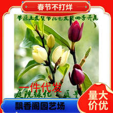 һ�����l��Ц�������ԾG���������ļ����໨��ֲ��ͥԺ�̨�����_