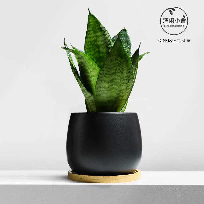 planta verde de orquídea de tigre, planta de aire purificado interior, orquídea de tigre, resistencia a la sombra, buena conservación de orquídea holandesa, planta de mesa en maceta
