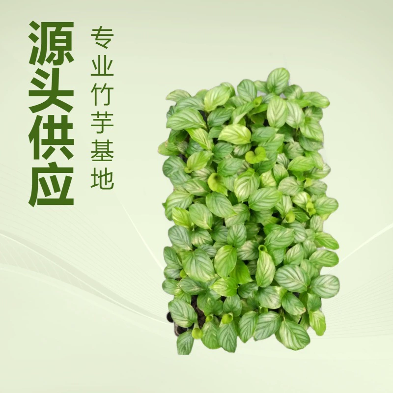 Большой выбор декоративных растений и рассады напрямую от производителя, производитель зеленого таро, оптовая продажа комнатных лиственных и цветочных растений.