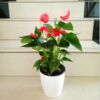 Red palm flower potted Palm Palm white palm flower indoor hydroponic cultivation four seasons flowers and plant green plants