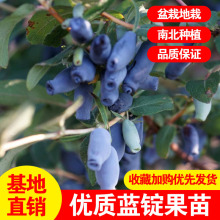 蓝靛果树苗山茄子苗黑瞎子果树南方北方种植盆栽地栽庭院蓝锭果苗