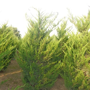 ������ ̩���������߶�2.5������ �ڷ��� ���̓��� ����ֱ��