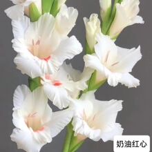 ���m ��϶��τ��m�����������r�л��������l�滨�����û�