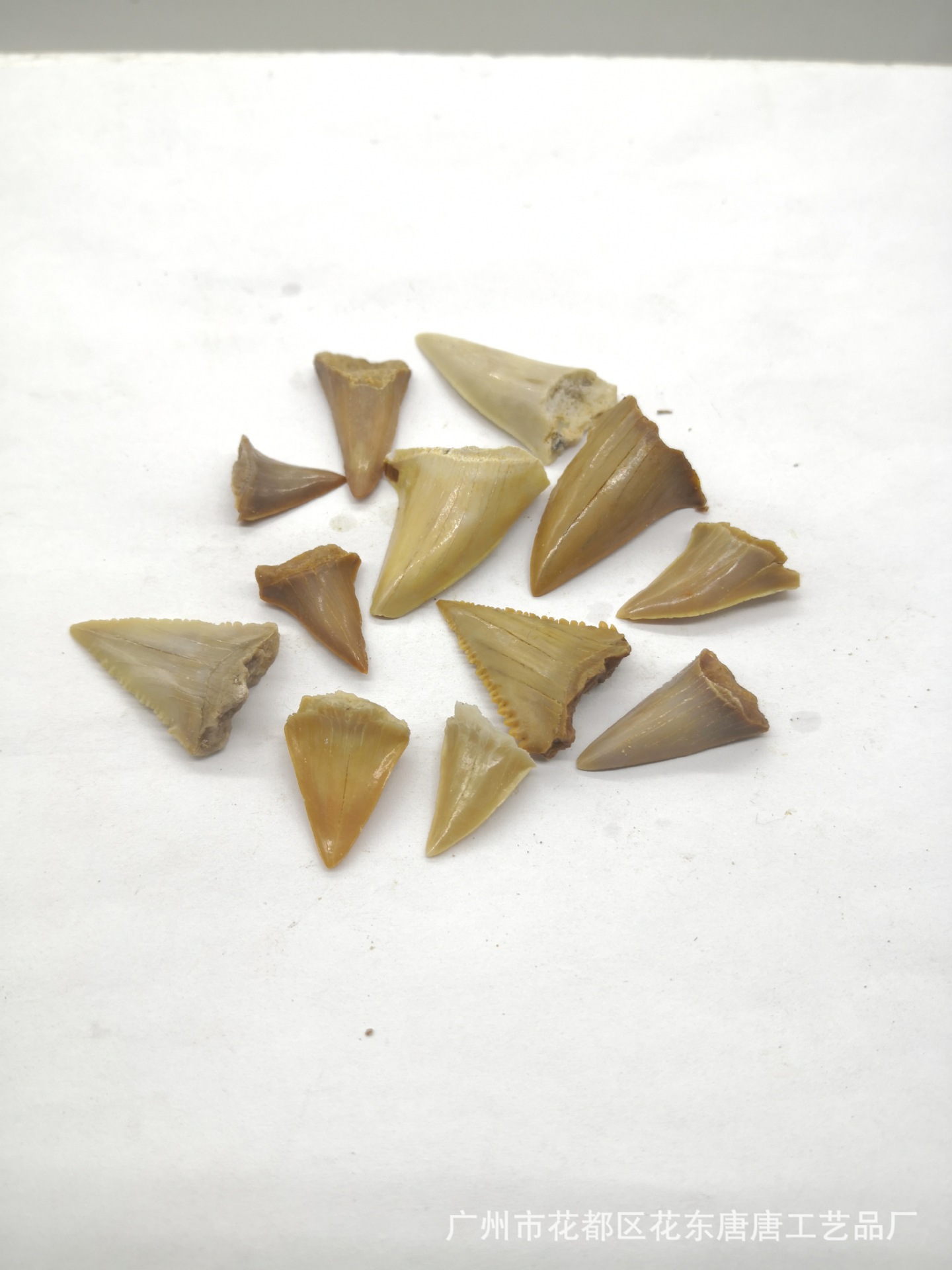 不完整 无牙跟只有牙2 0.8元